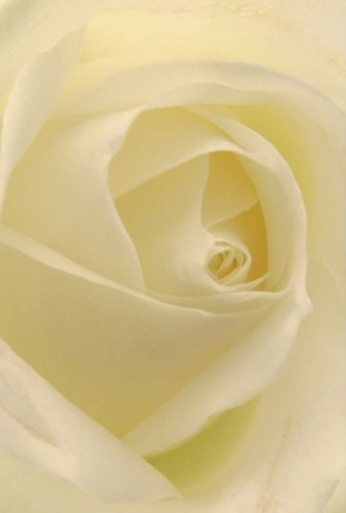 A classic white rose, viewed up close and lovingly arranged by a Dulwich florist, offers a mesmerizing study in softness, layering, and nuanced colour. The petals blend seamlessly from pure white to subtle tones of cream, echoing the refined, peaceful atmosphere of Dulwich village and its leafy gardens. Light appears to radiate from within the bloom, each petal illuminated so delicately it seems to glow-a hallmark of thoughtful floral design. The almost symmetrical spiral at the rose's core conveys a sense of purity and understated resilience, making this arrangement suitable for high tea celebrations in the Picture Gallery's rooms, wedding centrepieces, or a gesture of heartfelt apology. The texture evokes the clean air drifting from Dulwich Park, and an unspoken fragrance hovers-fresh, calm, and enduring. This bouquet, expertly prepared by one of Dulwich's finest florists, is ideal for expressing nuanced emotions, from admiration and remembrance to a celebration of shared joys, always delivering a touch of the neighborhood's timeless elegance straight to your door.